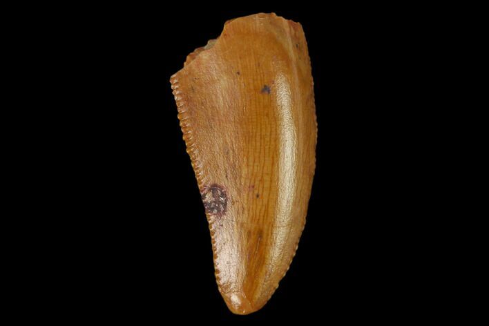 Serrated, Raptor Tooth - Real Dinosaur Tooth #133416